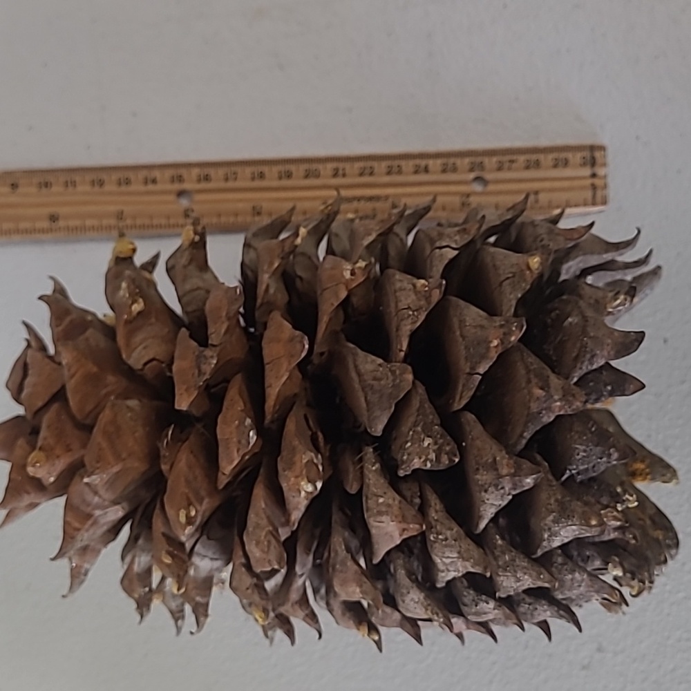 Coulter Pine Cone pinecone giant California